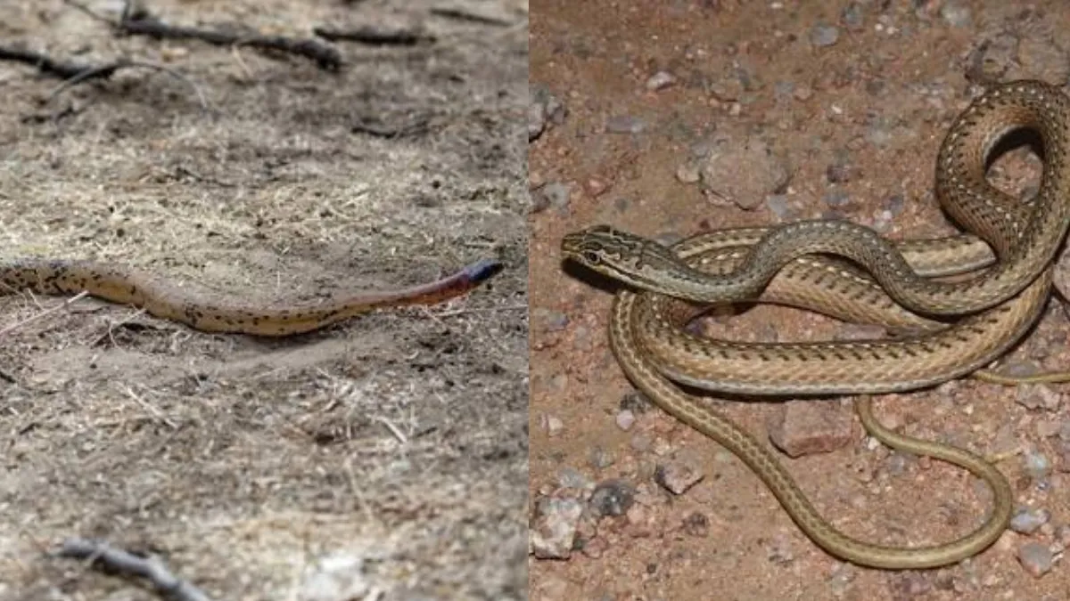 Rare snakes: કચ્છના કાળા ડુંગર પર જોવા મળ્યા બે દુર્લભ સાપ